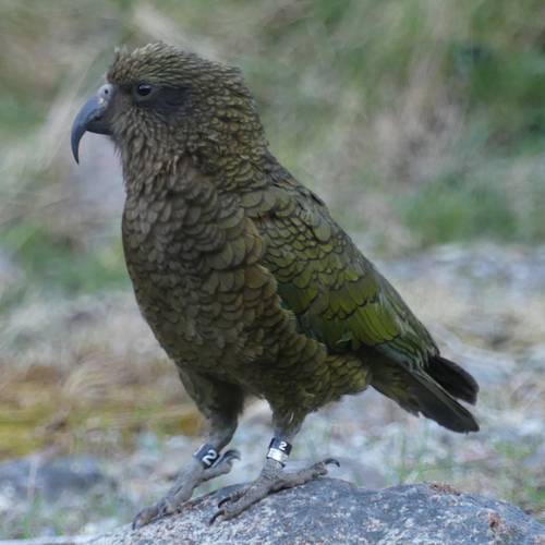 Probably a Male Adult kea
