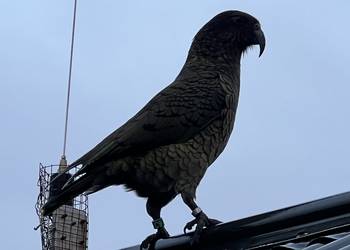 Probably a Male Adult kea