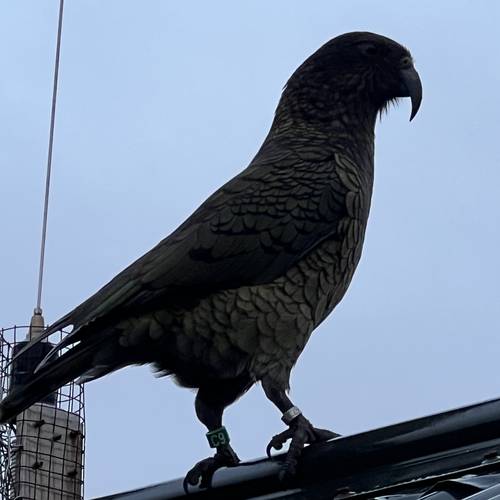 Probably a Male Adult kea