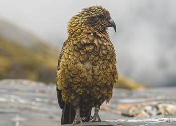 Probably a Male Adult kea