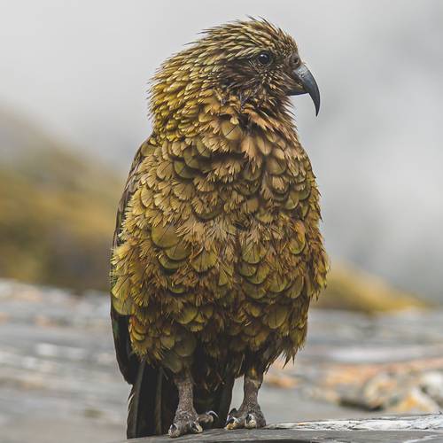 Probably a Male Adult kea