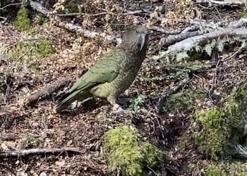 Probably a Male Adult kea