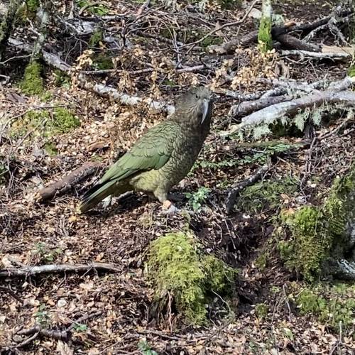 Probably a Male Adult kea