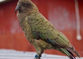 Probably a Female Adult kea