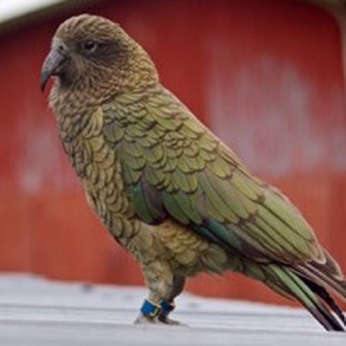 Probably a Female Adult kea
