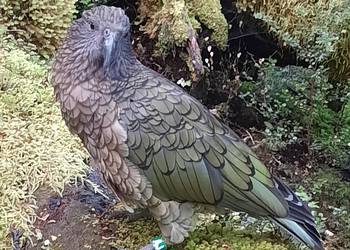 Probably a Female Adult kea