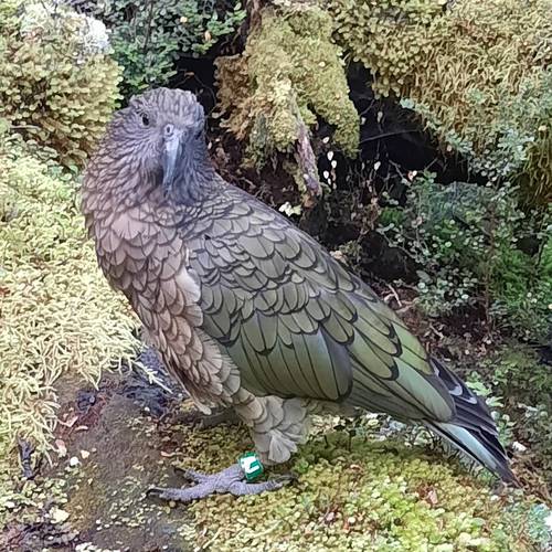 Probably a Female Adult kea