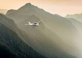Probably a Female Adult kea