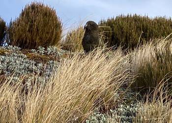 Probably a Male Sub-Adult kea