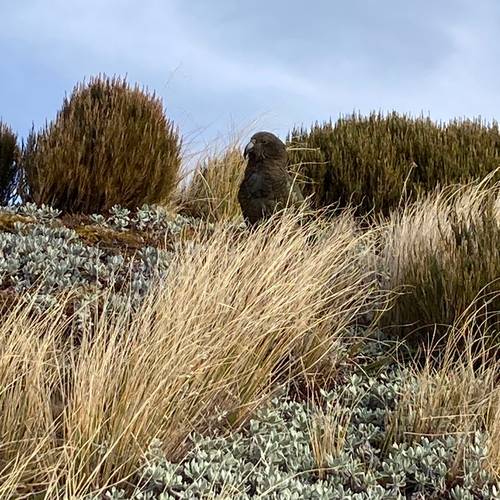 Probably a Male Sub-Adult kea