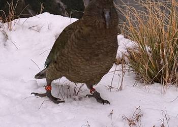 Probably a Female Adult kea