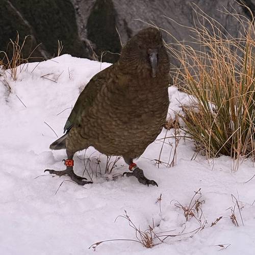 Probably a Female Adult kea