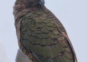 Probably a Female Adult kea