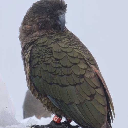 Probably a Female Adult kea