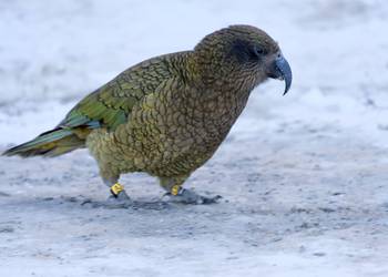 Probably a Male Adult kea