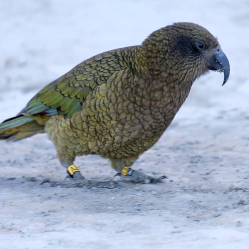 Probably a Male Adult kea