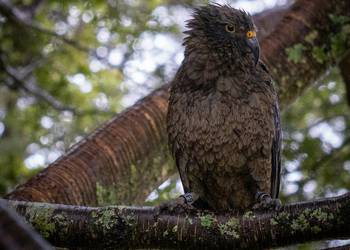 Probably a Female Juvenile kea