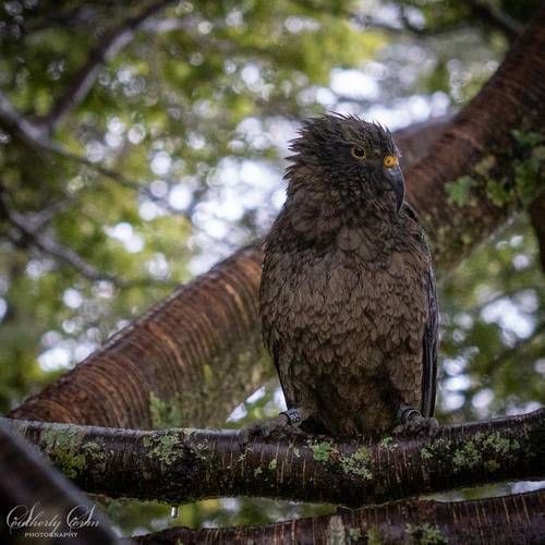 Probably a Female Juvenile kea