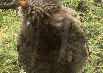 Probably a Female null kea