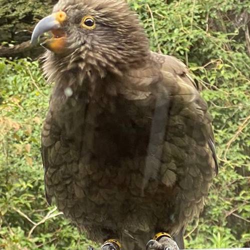 Probably a Female null kea