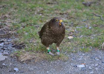 Probably a Female Adult kea