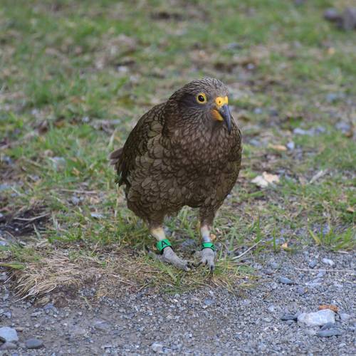 Probably a Female Adult kea