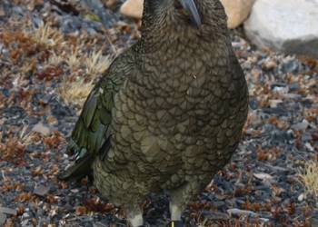 Probably a Male Adult kea