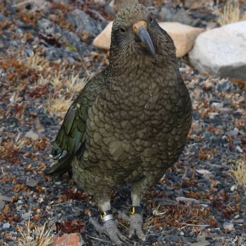 Probably a Male Adult kea