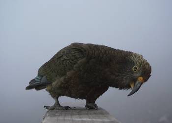 Probably a Male null kea