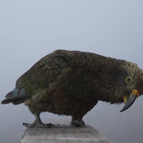 Probably a Male null kea