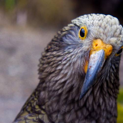 Probably a Male null kea