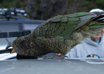 Probably a Male Adult kea