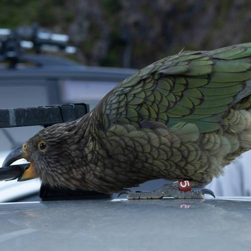Probably a Male Adult kea