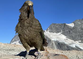 Probably a Male Adult kea