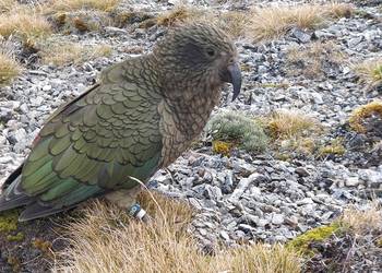 Probably a Male null kea