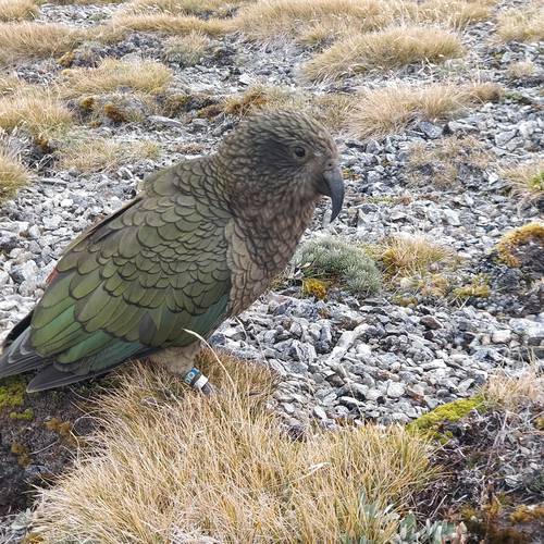 Probably a Male null kea