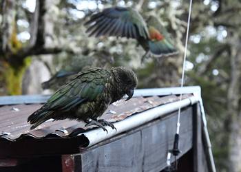 Probably a Male null kea