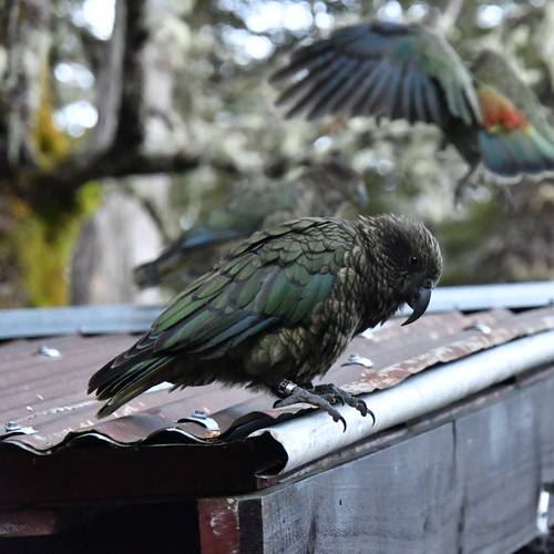 Probably a Male null kea
