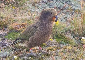 Probably a Male Sub-Adult kea