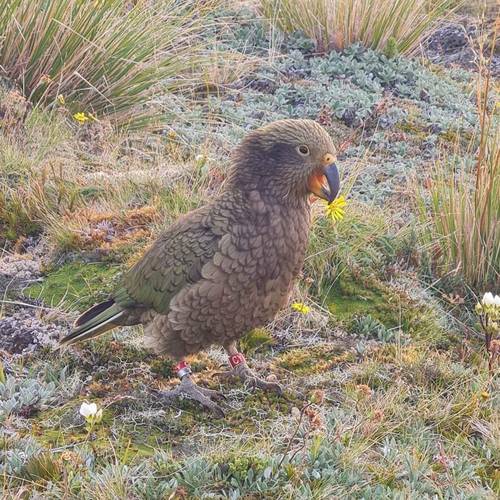 Probably a Male Sub-Adult kea