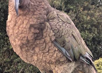 Probably a Male Adult kea