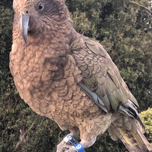 Probably a Male Adult kea