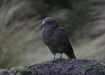 Probably a Male Adult kea