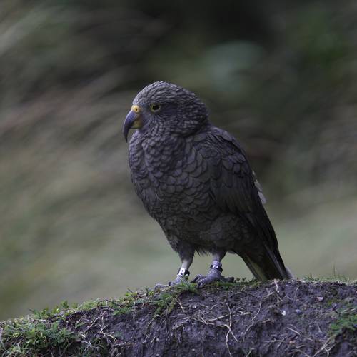 Probably a Male Adult kea