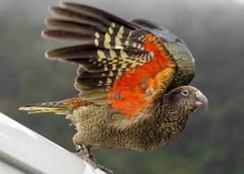 Probably a Male Sub-Adult kea