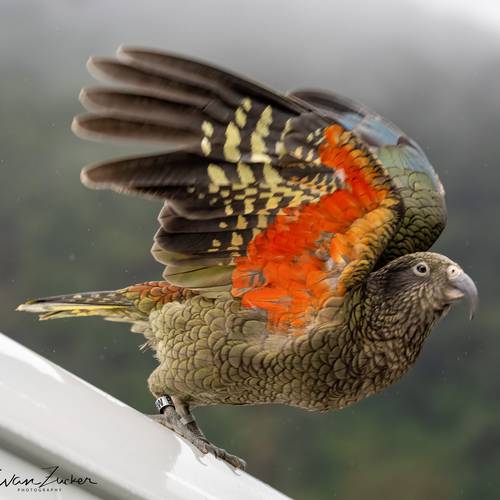 Probably a Male Sub-Adult kea