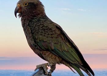 Probably a Male Adult kea