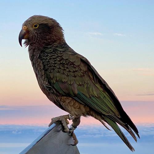 Probably a Male Adult kea