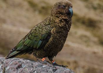 Probably a Male null kea