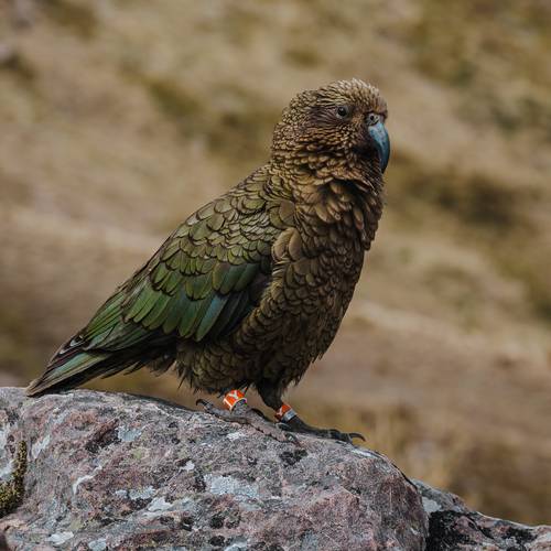 Probably a Male null kea